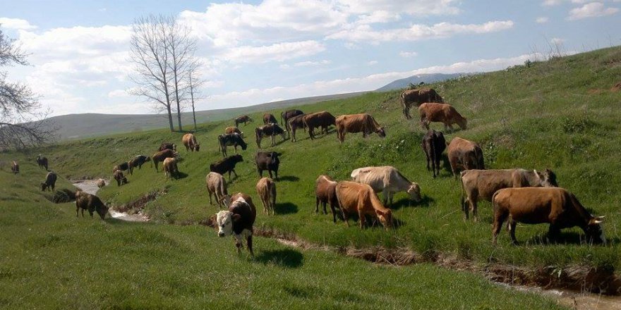 Zile Eskidağiçi Köyü Resimleri