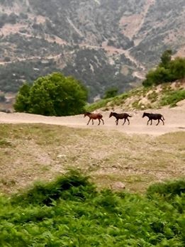 Düziçi Yeşildere Köyü Resimleri 1