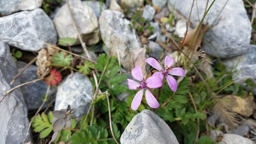 Düziçi Yeşilyurt Köyü Resimleri 2