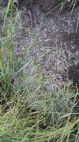 Hasanbeyli Yanıkkışla Köyü Resimleri 4