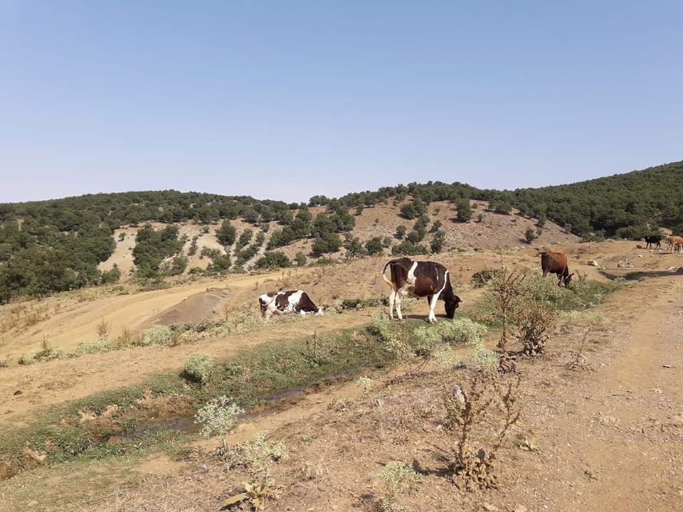 Zile Karabalçık Köyü Resimleri 2