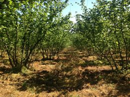 Kaynarca Kızılcaali Köyü Resimleri 3