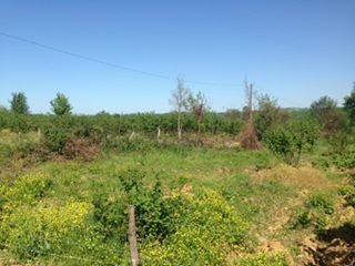 Kaynarca Kızılcaali Köyü Resimleri 4