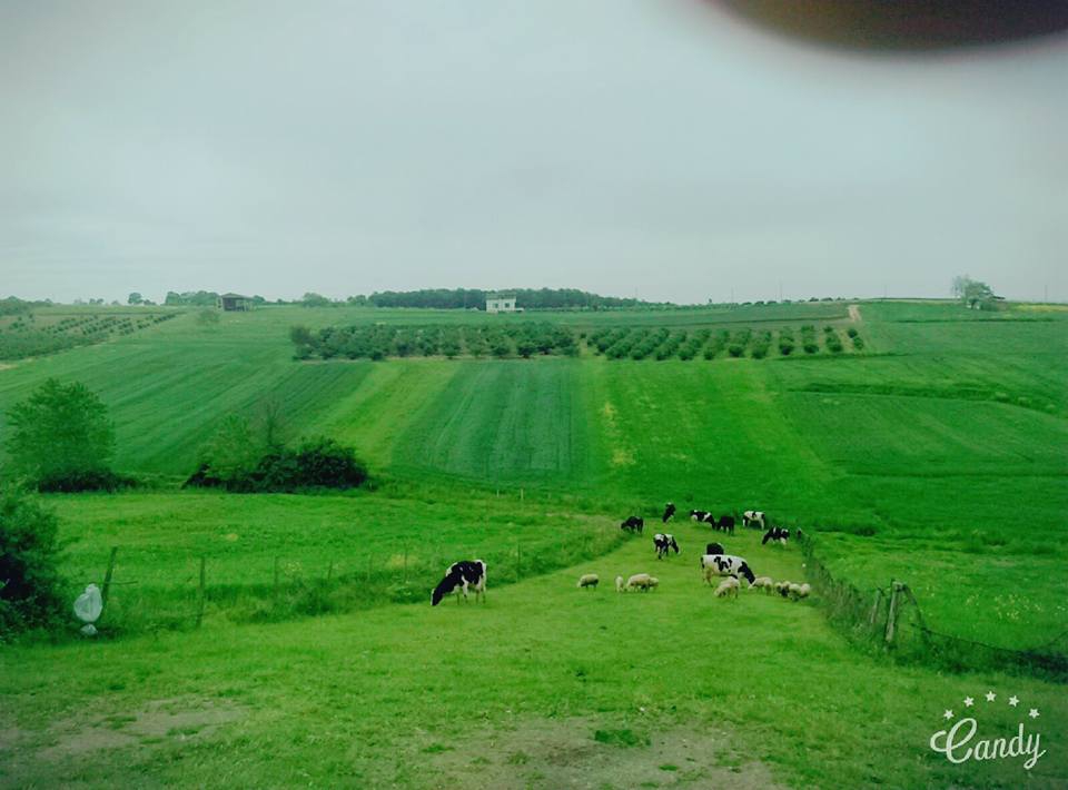 Kaynarca Kızılcaali Köyü Resimleri 5