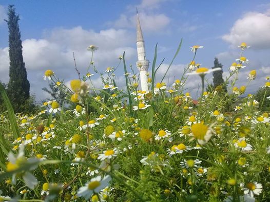 Kaynarca Kızılcaali Köyü Resimleri 7