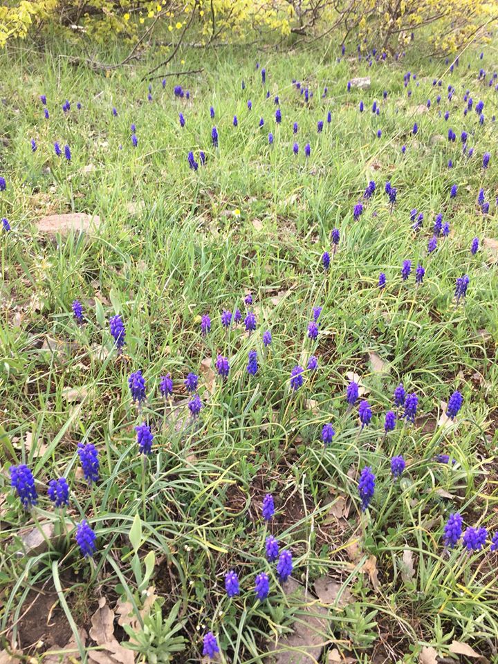 Zile Karşıpınar Köyü Resimleri 5