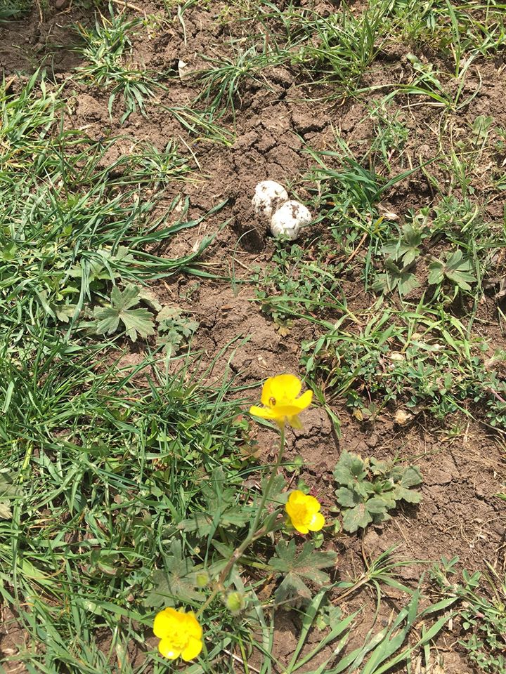 Zile Karşıpınar Köyü Resimleri 7