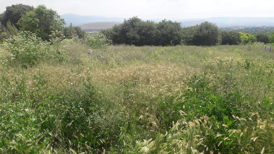 Zile Kireçli Köyü Resimleri 5