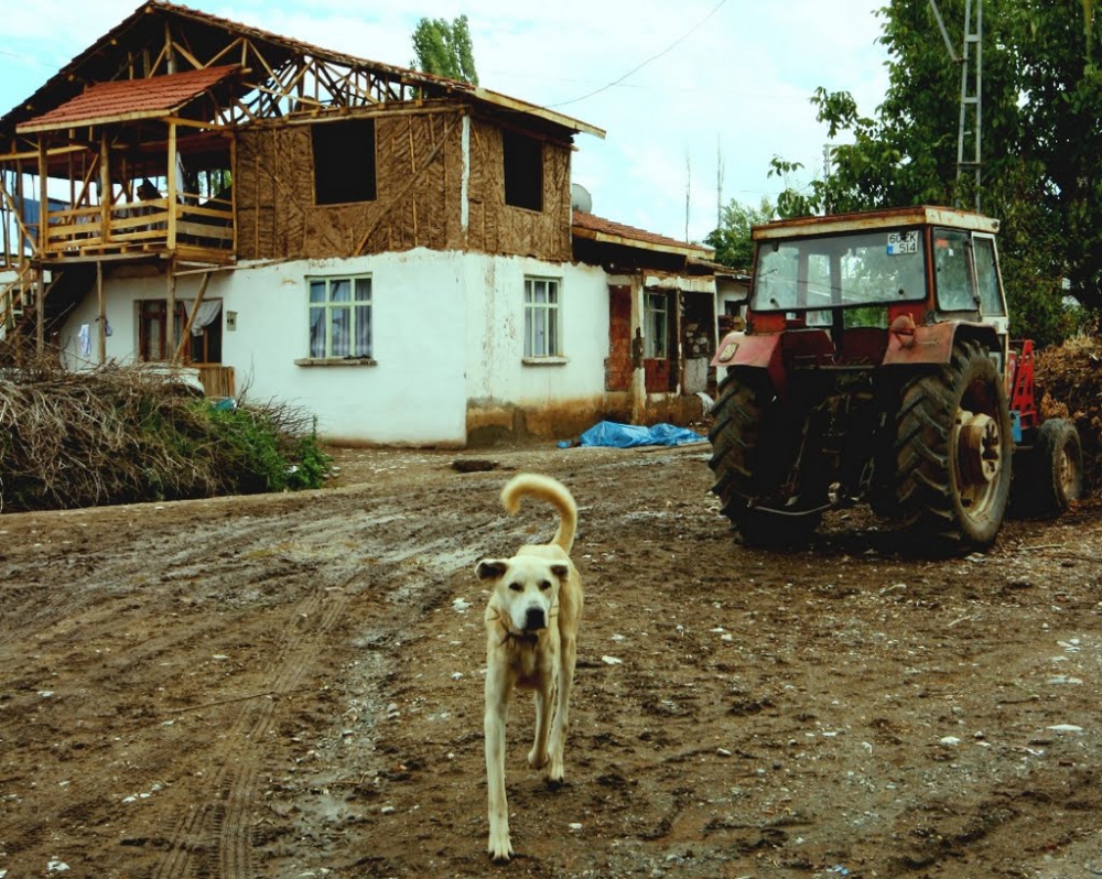 Zile Şeyhnusrettin Köyü Resimleri 4