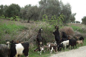 Kadirli Bekereci Köyü Resimleri 1
