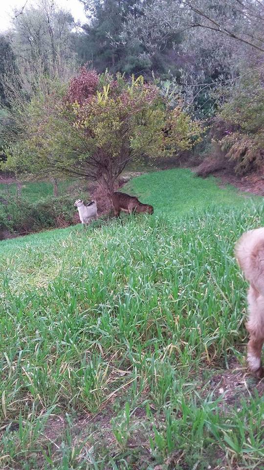 Kadirli Bekereci Köyü Resimleri 2