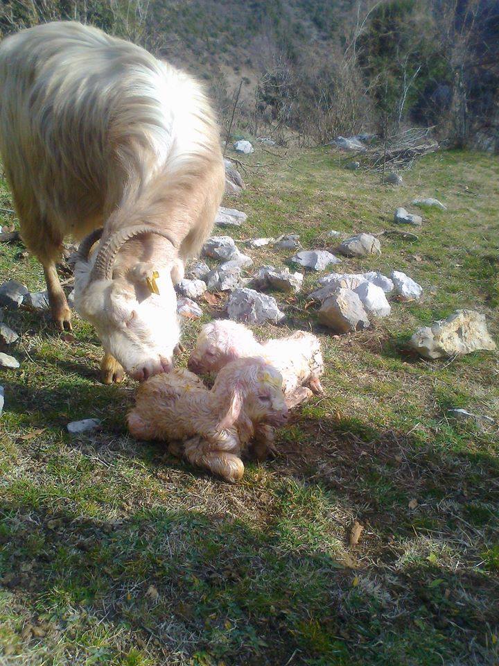 Kadirli Yoğunoluk Köyü Resimleri 4