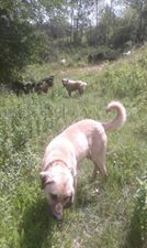 Kadirli Yukarıçiyanlı Köyü Resimleri 3