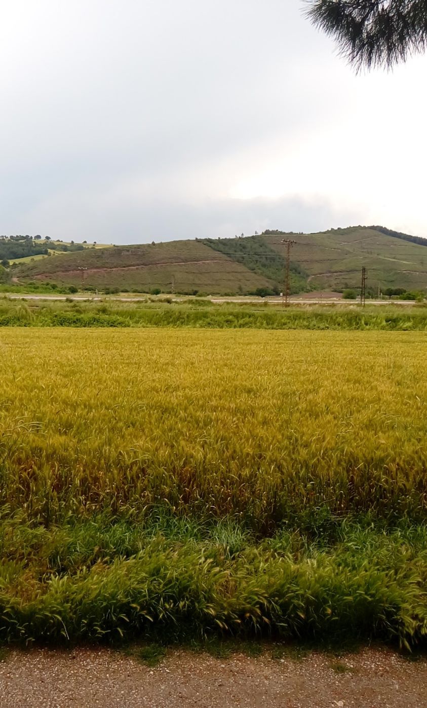 Osmaniye Nohuttepe Köyü Resimleri 5