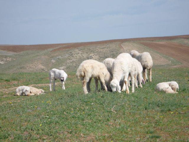 Ağaçören Dadılar Köyü Resimleri 4