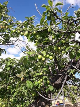 Aksaray Armutlu Köyü Resimleri 10
