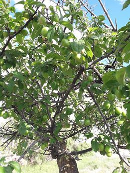 Aksaray Armutlu Köyü Resimleri 9