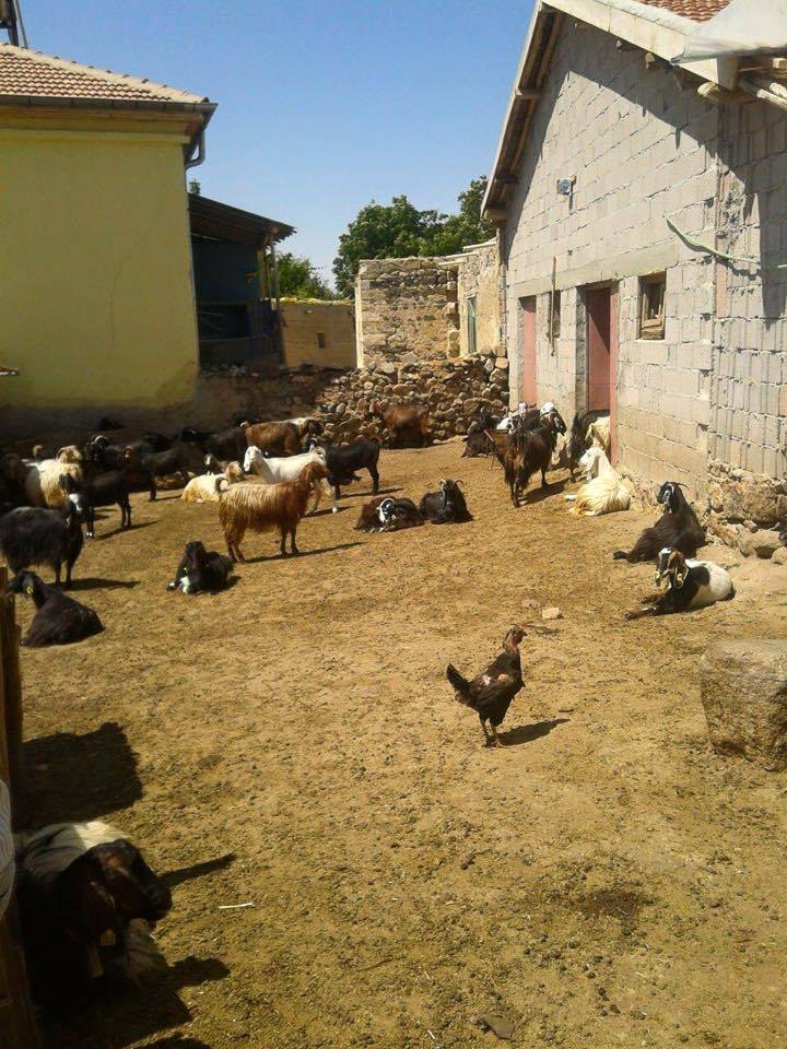 Aksaray Ekecikgödeler Köyü Resimleri 6