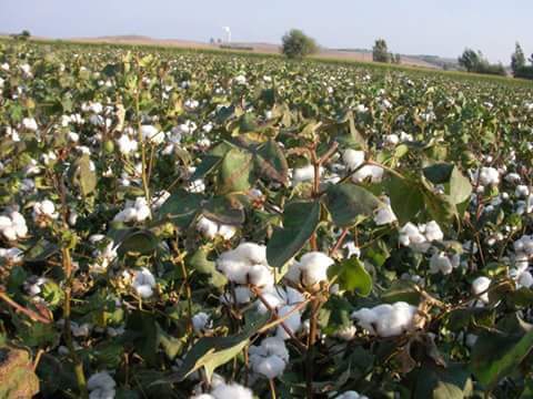Adana Karaisalı Kırıklı Köyü Resimleri 11
