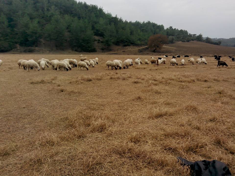 Adana Karaisalı Kırıklı Köyü Resimleri 17