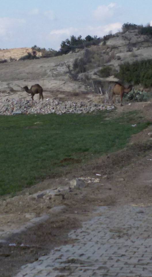 Adana Karaisalı Kırıklı Köyü Resimleri 3