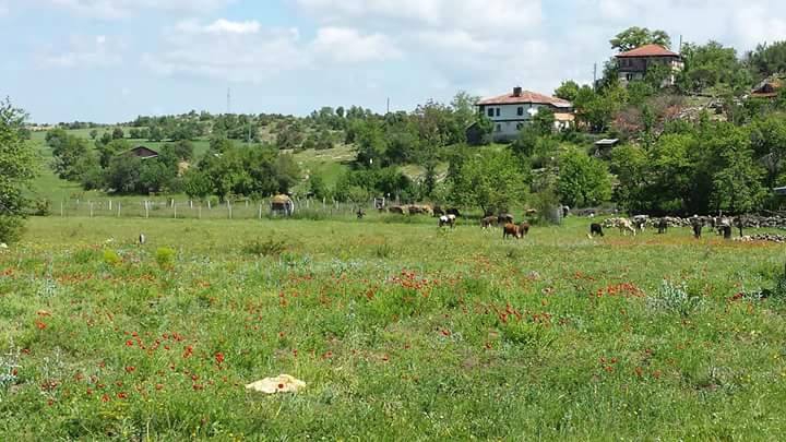 Eflani Çemçi Köyü Resimleri 4