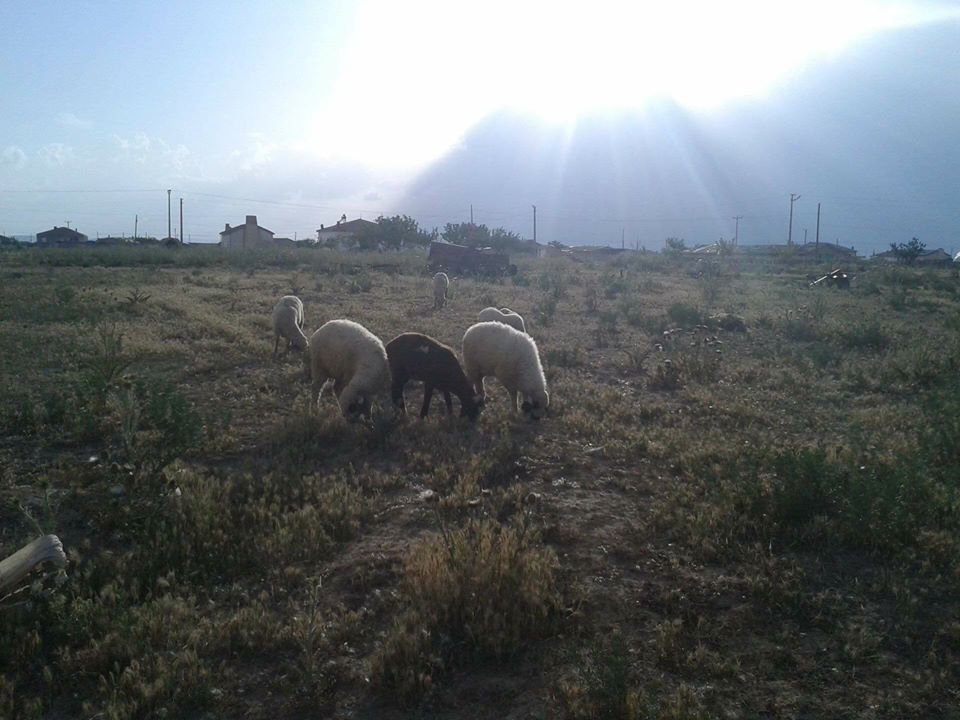 Eskil Bayramdüğün Köyü Resimleri 3