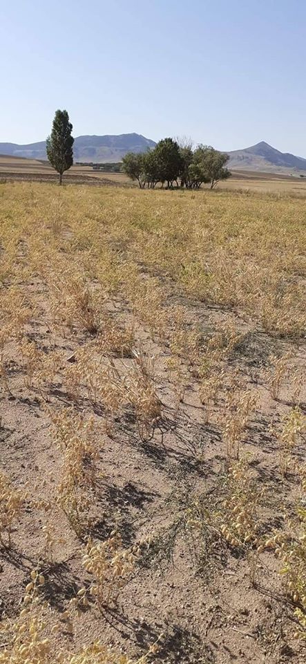 Ortaköy Cumalı Köyü Resimleri 6