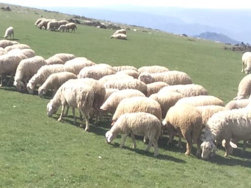 Sarıcakaya Güney Köyü Resimleri 1