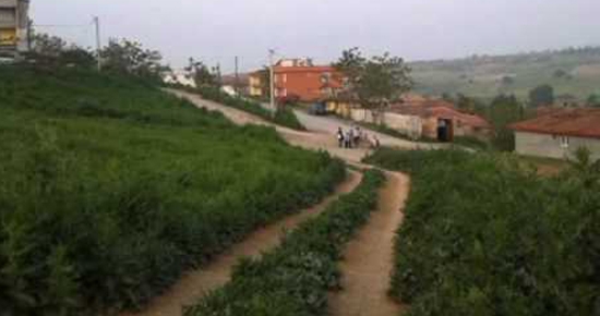 Çorum-Sungurlu Gökçeköy Resimleri 4