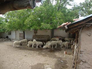 Sivrihisar Çaykoz Köyü Resimleri 3