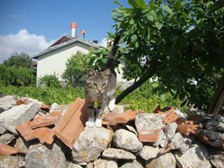 Sivrihisar Çaykoz Köyü Resimleri 4