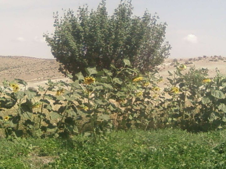 Sivrihisar Karadat Köyü Resimleri 5