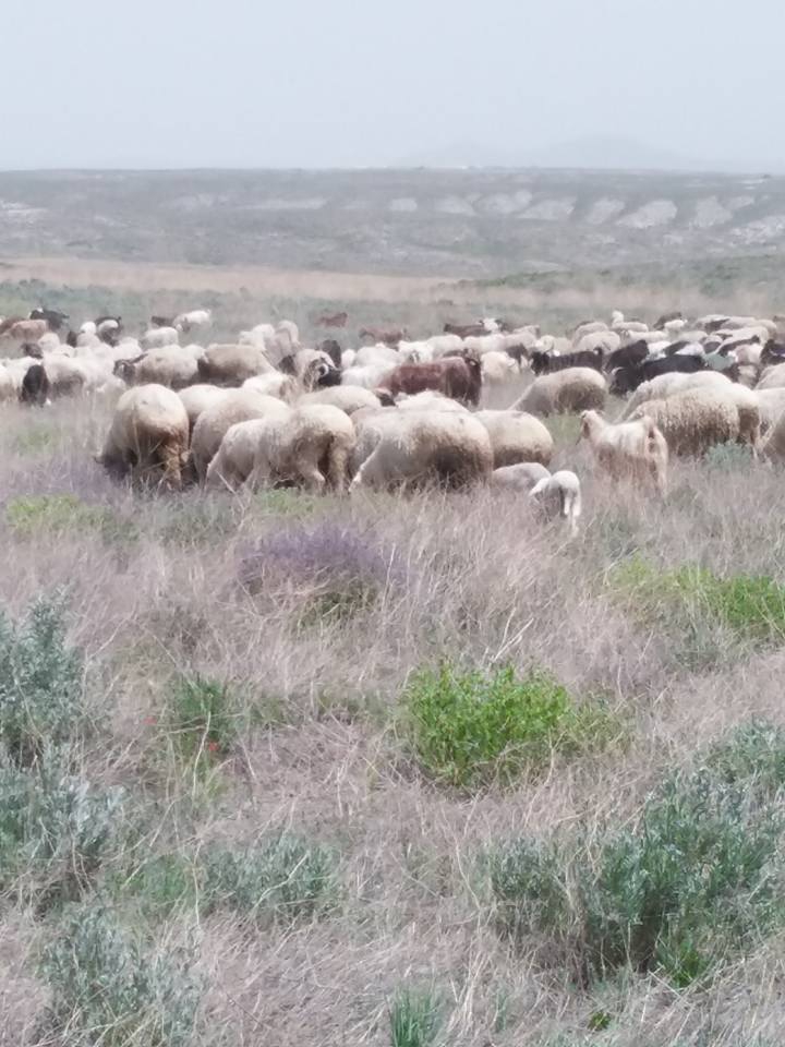 Sivrihisar Mülk Köyü Resimleri 7