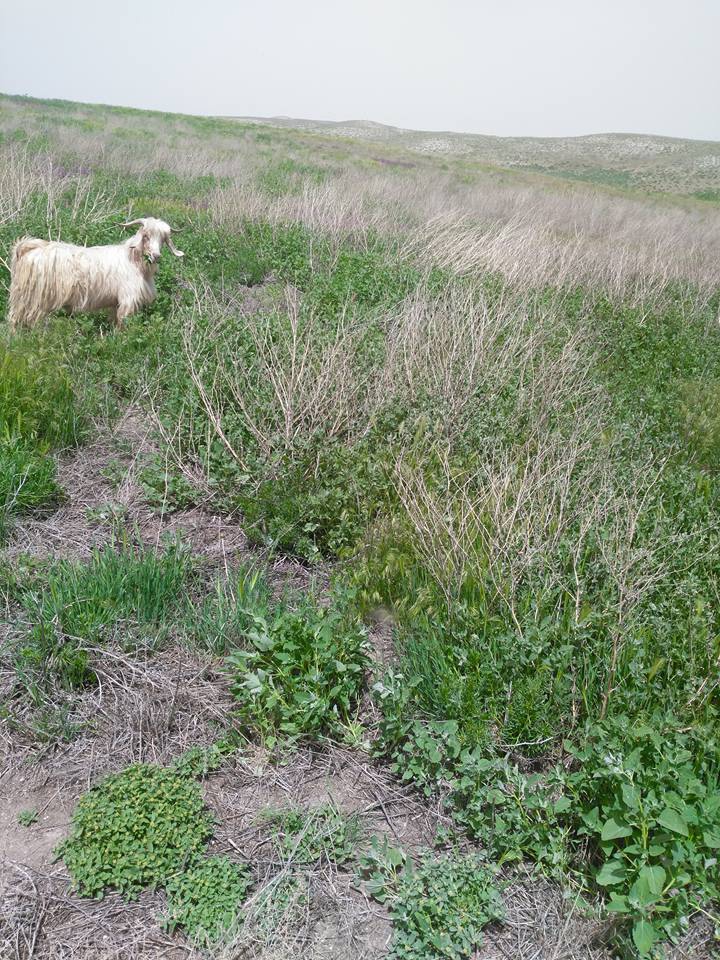 Sivrihisar Mülk Köyü Resimleri 8