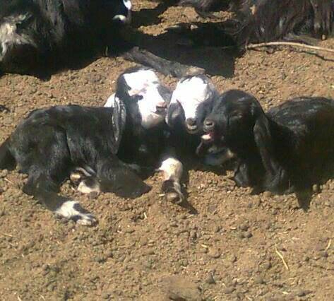 Sivrihisar Sarıkavak Köyü Resimleri 2