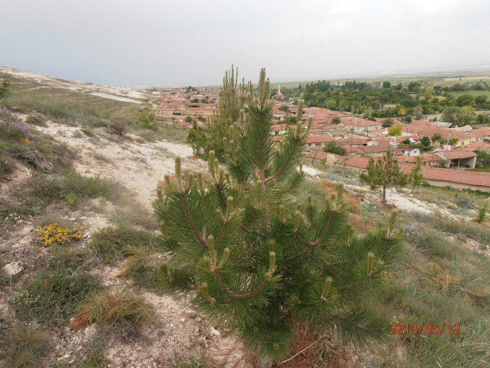 Sivrihisar Yenidoğan Köyü Resimleri 6