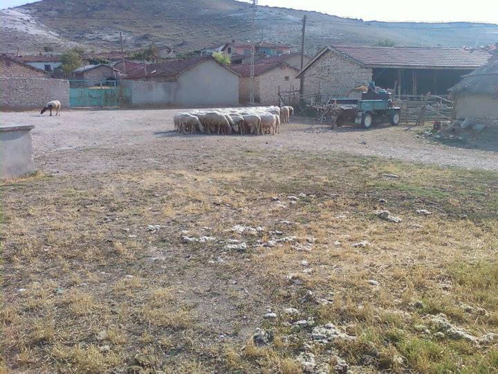 Sivrihisar Yenidoğan Köyü Resimleri 7