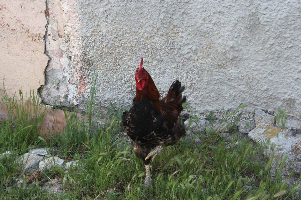 Sivrihisar Yeşilköy Köyü Resimleri 2