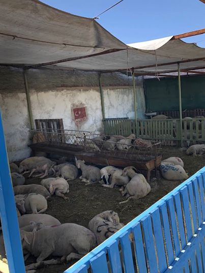 Sivrihisar Yeşilköy Köyü Resimleri 3