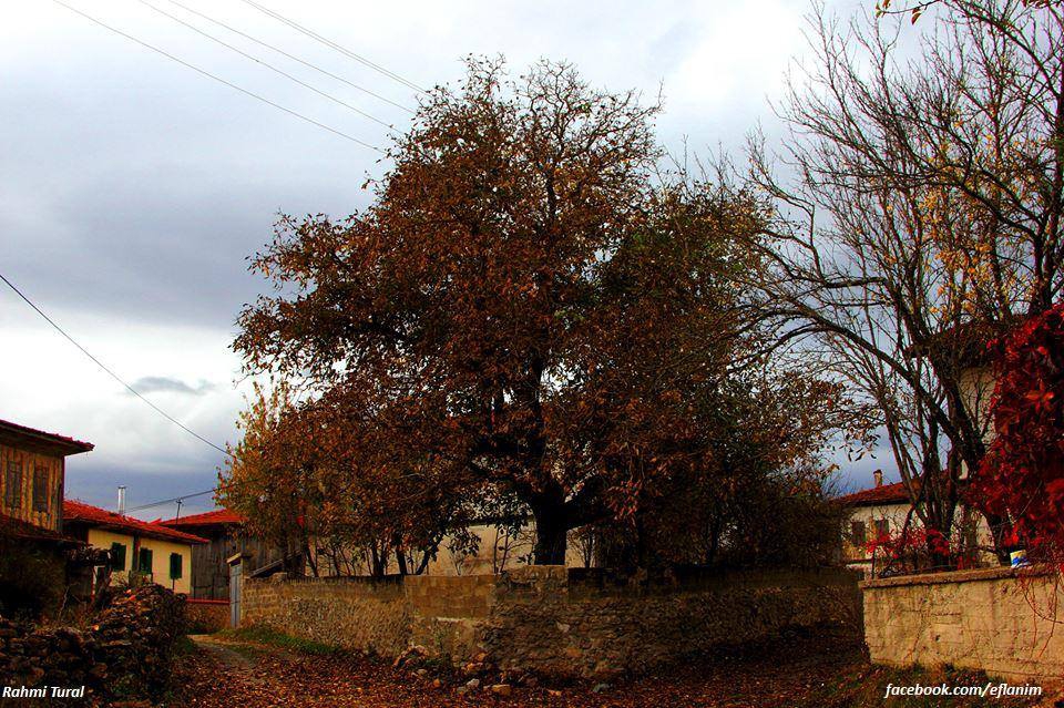 Eflani Karacapınar Köyü Resimleri 9