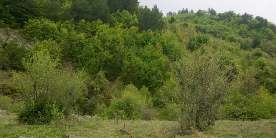 Eflani Karacapınar Köyü Resimleri