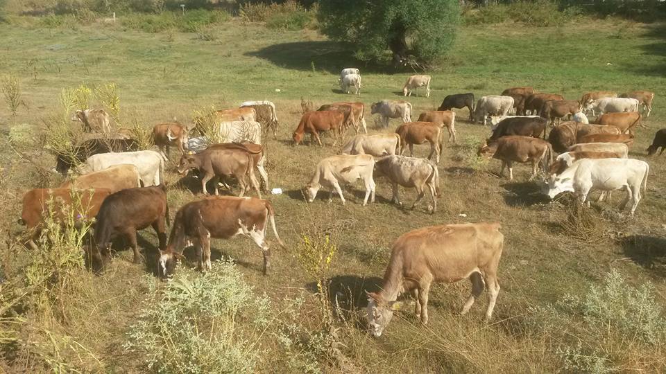 Tepebaşı Hekimdağ Köyü Resimleri 1