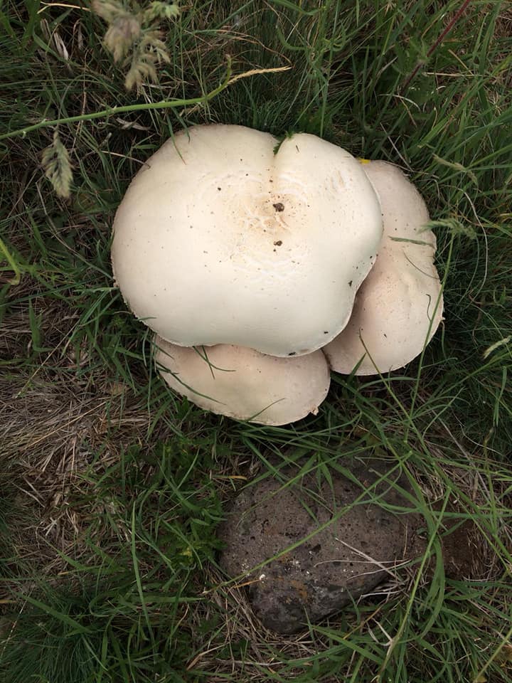 Ayaş Evci Köyü Resimleri 18