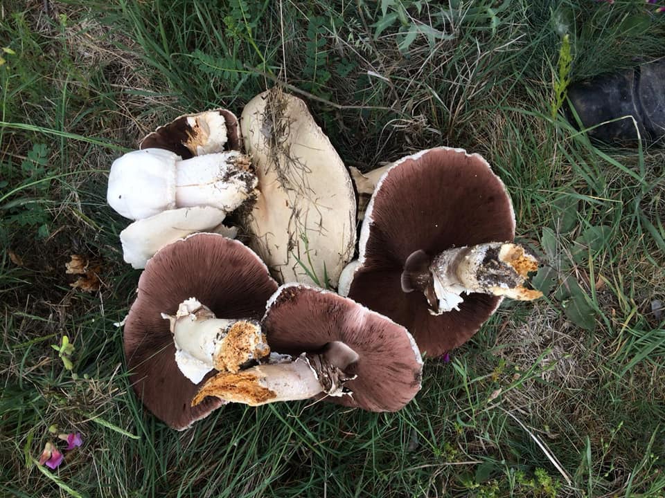 Ayaş Evci Köyü Resimleri 19