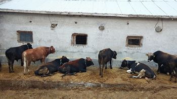 Ayaş Feruz Köyü Resimleri 4