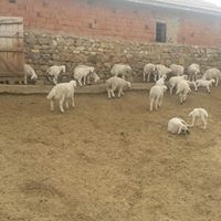 Balâ Akkoyunlu Köyü Resimleri 2