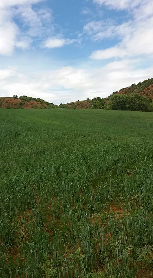 Balâ Derekışla Köyü Resimleri 13