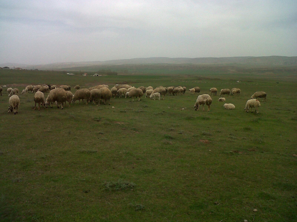 Balâ Kerişli Köyü Resimleri 5