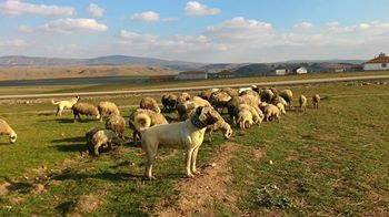 Balâ Kerişli Köyü Resimleri 6